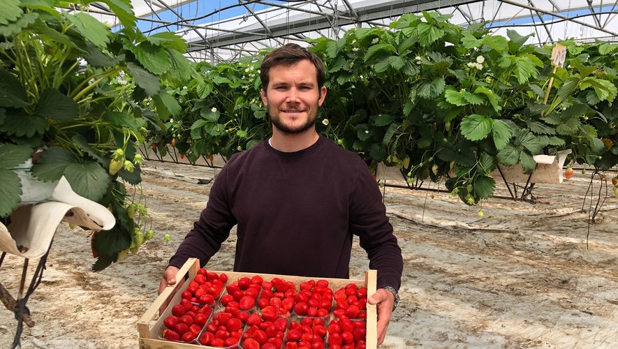 Laurent Thuéry pose avec les fraises qu’il fait pousser du côté de Clairac, dans le Lot-et-Garonne. 