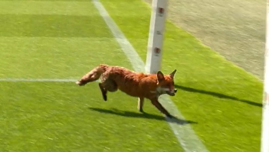 Un renard s'est invité à la rencontre France - Samoa, en rugby à 7.