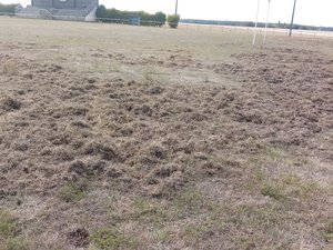 Amateurs - "Le terrain est retourné" : une horde de sangliers saccage un terrain juste avant la reprise